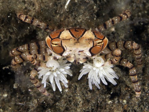 Boxer Crab