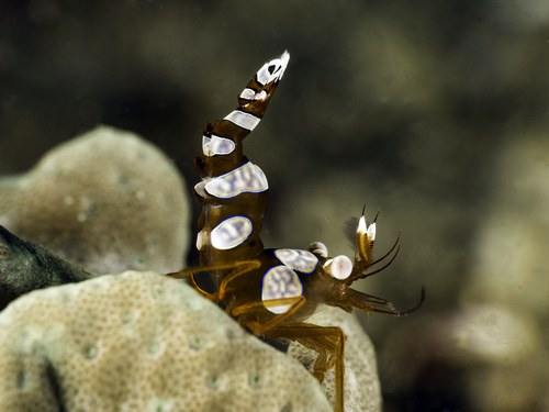 Sexy Shrimp