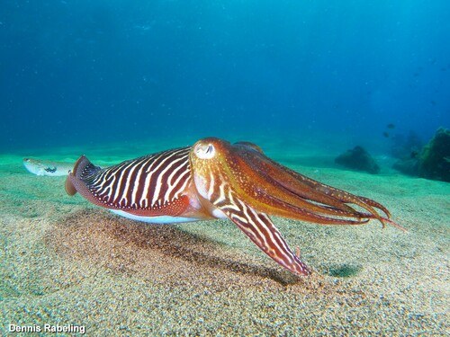 Cuttlefish