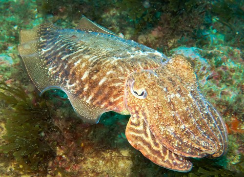 Cuttlefish
