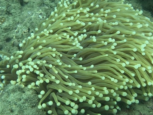 Green Metalic Hammer Coral