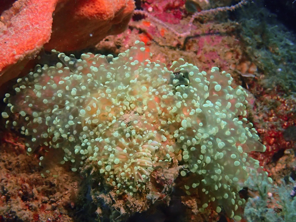 Green Octofrogspawn Coral