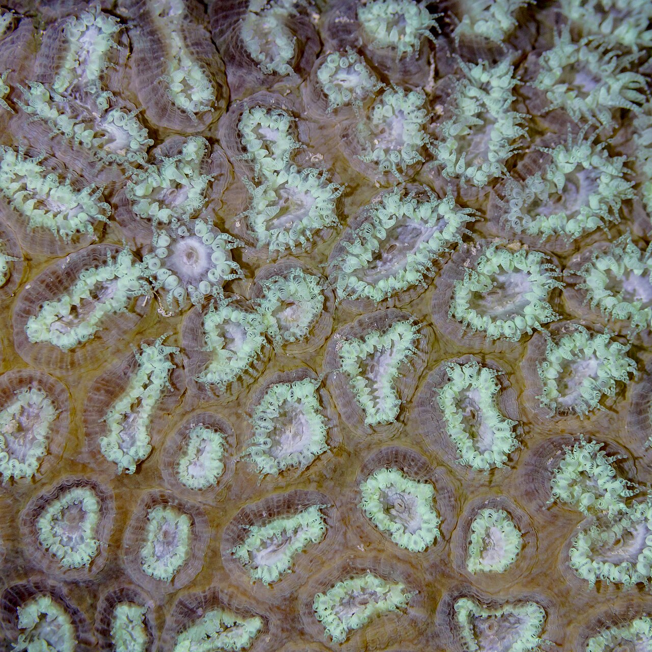 Green Brain Coral