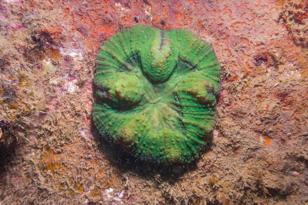 Orange Branching Meat Coral