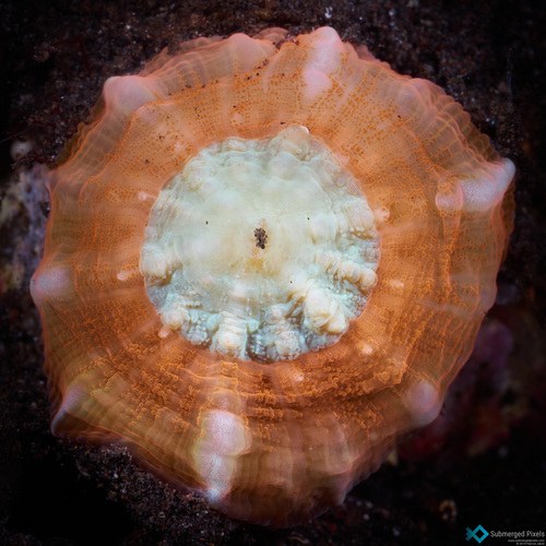Green Metalic Doughnut Coral