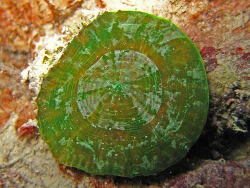 Red Scolymia Coral