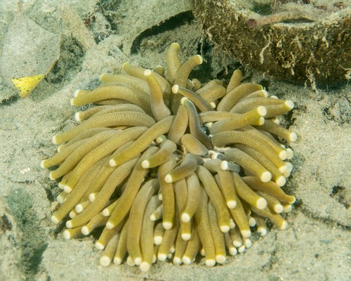 Metalic Green Plate Coral