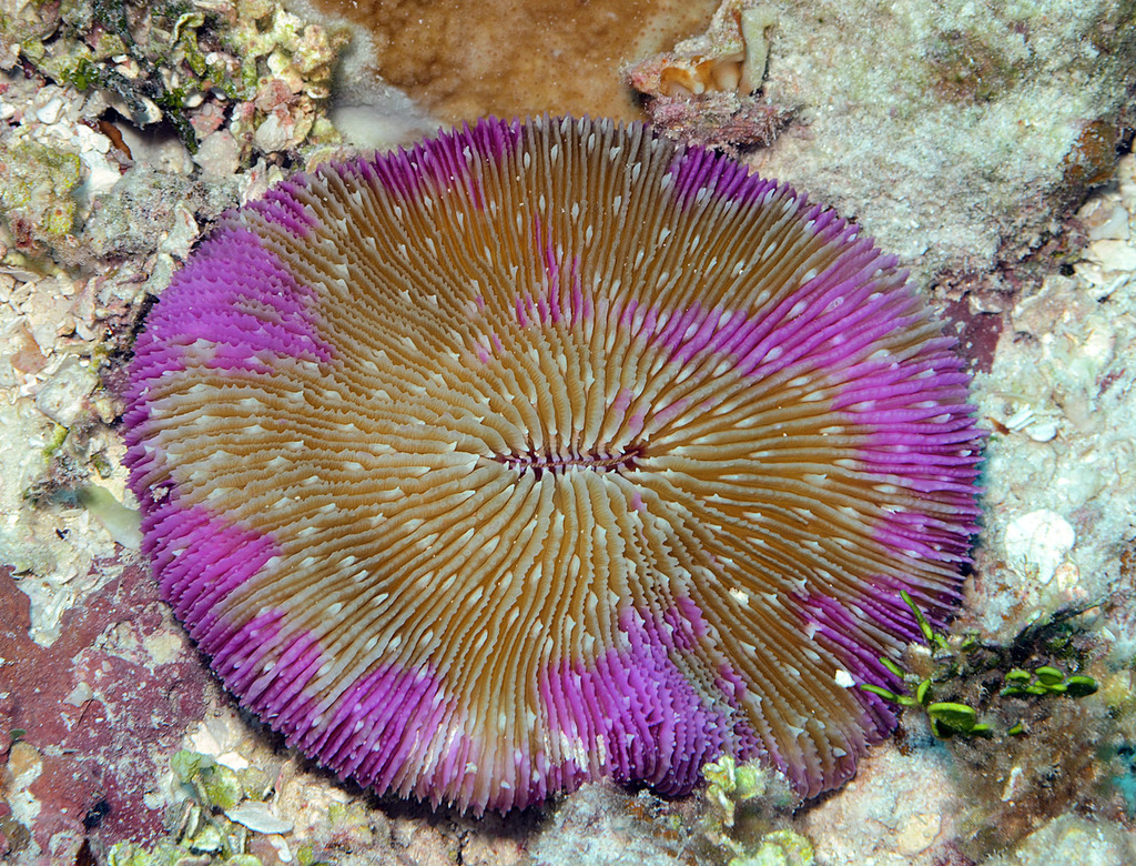 Half Red Plate Coral