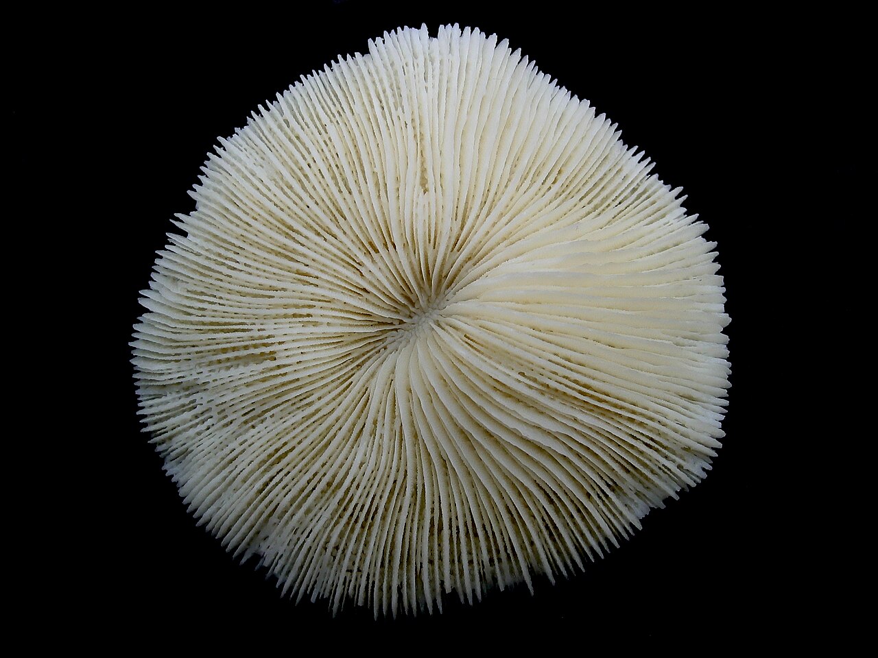 Special Red Plate Coral