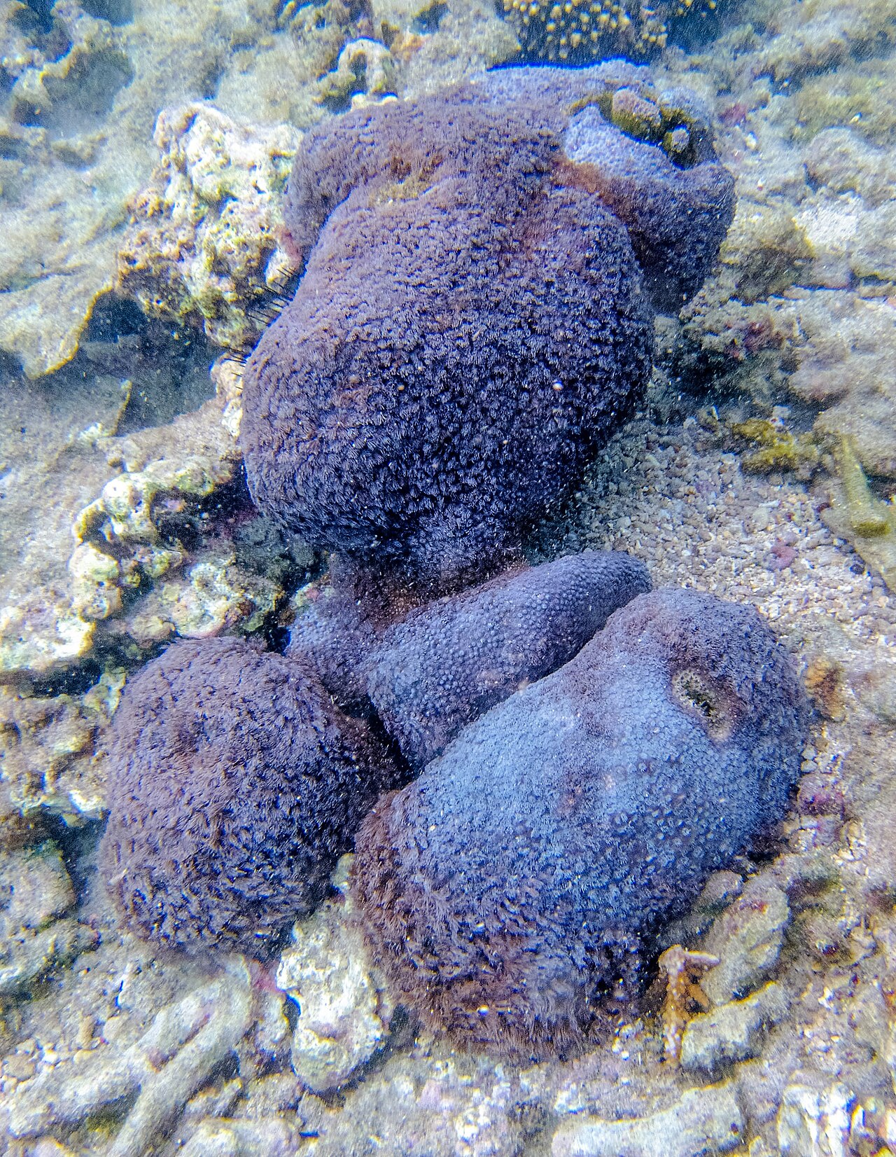 Bright Yellow/Red Dot Lemon Coral