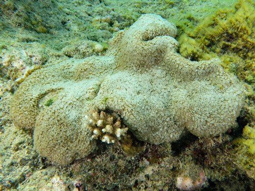 Green Metalic Branching Alveopora
