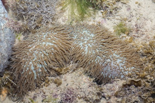 Green Tongue Coral
