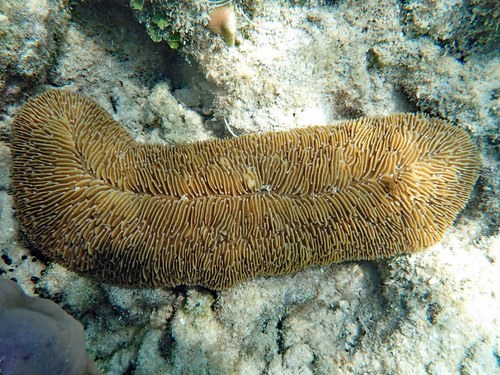 Green Line Tongue Coral