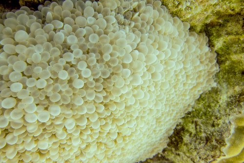 Green Metalic Pearl Coral