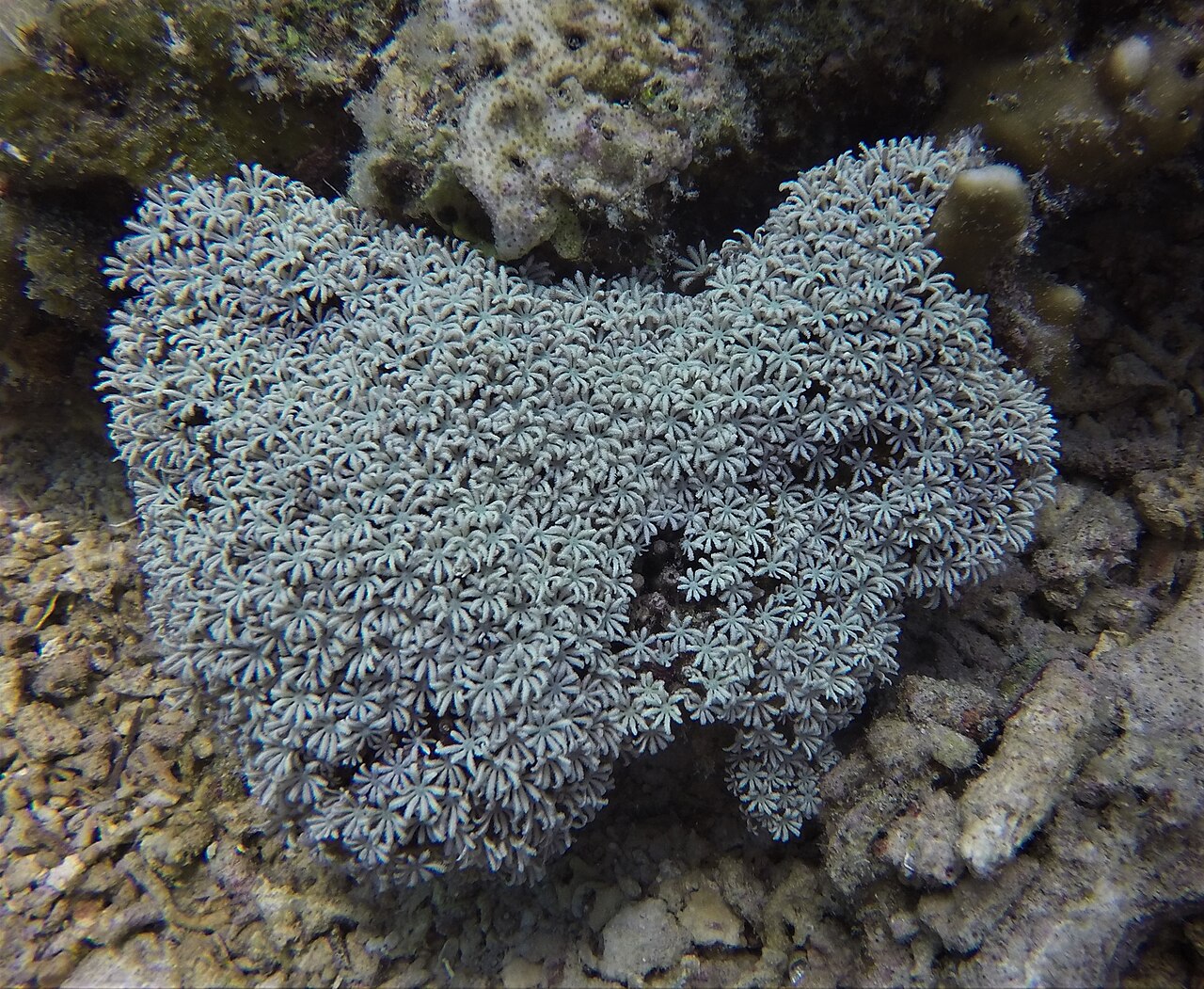 Red Pipe Coral (White Polyp)