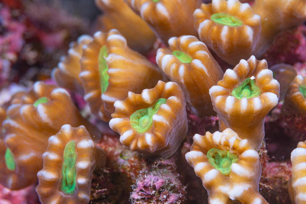Green Candycane Coral