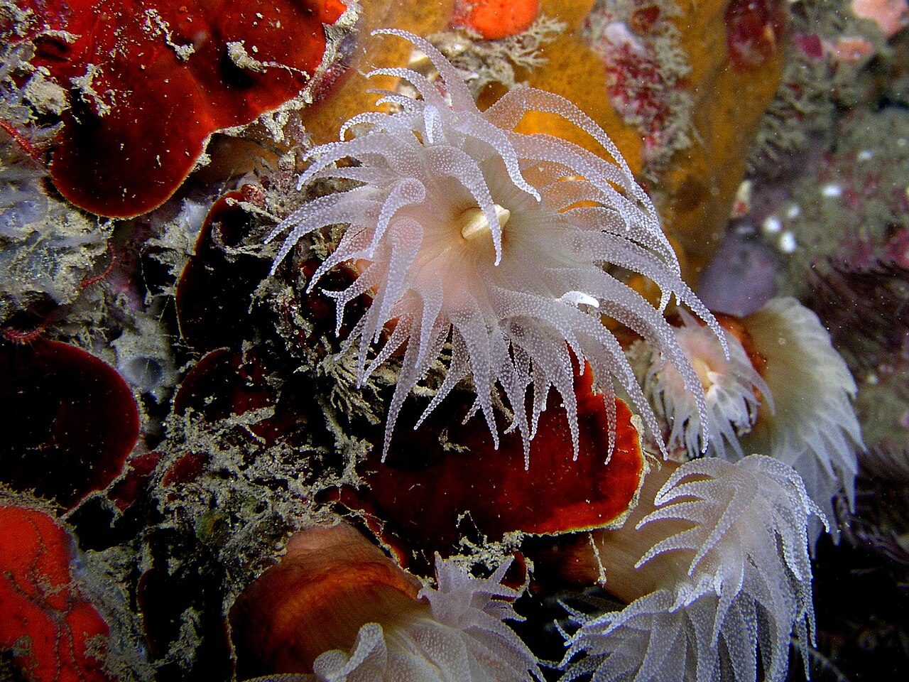 Sun-Flower Coral/Orange