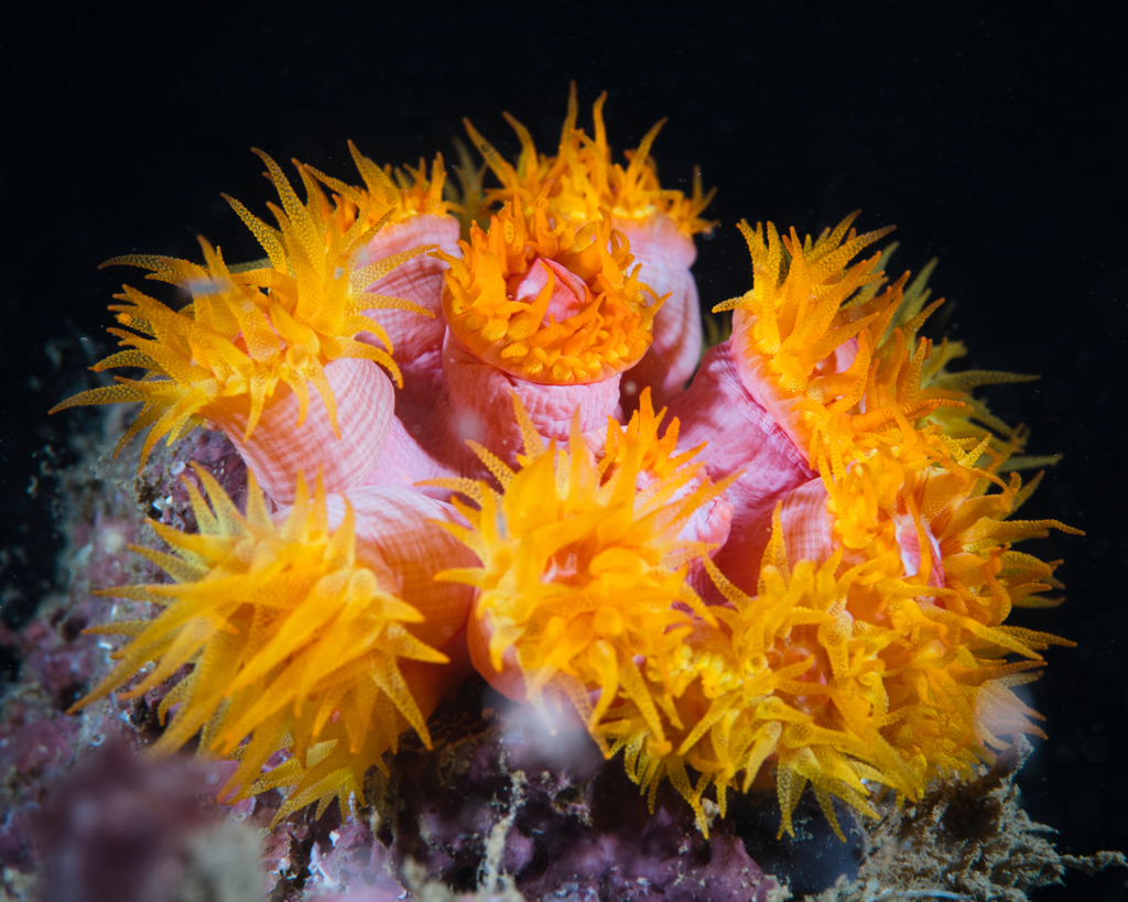Black Sun-Flower Coral