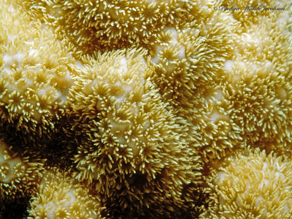 Photo of Tube Worms Red