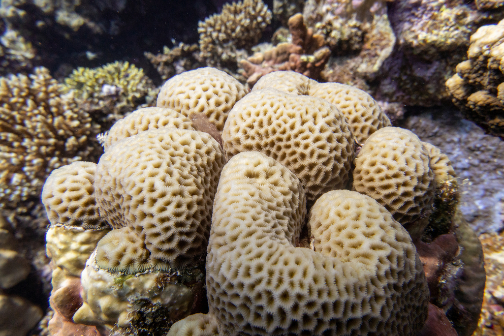 Goniastrea Coral Color