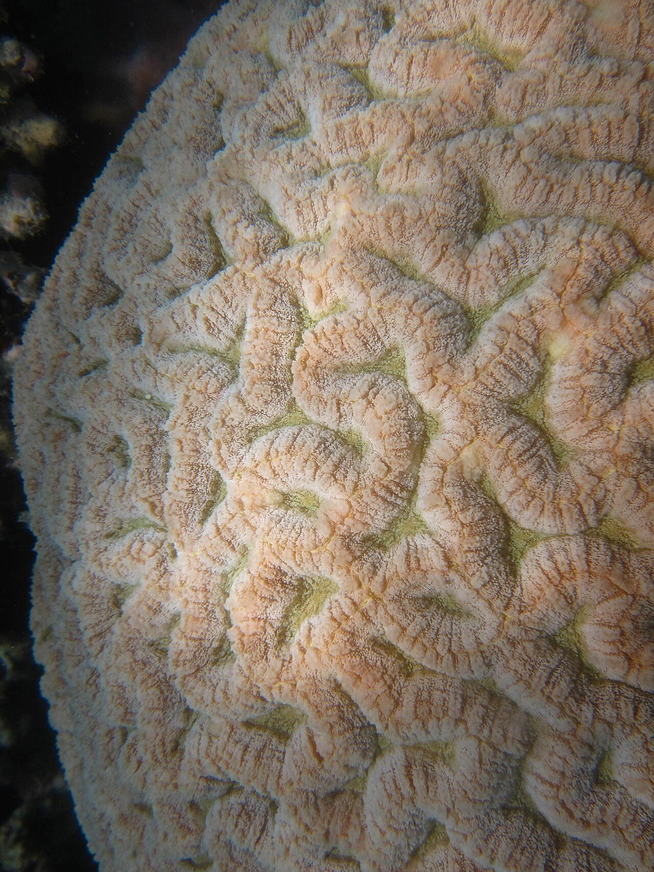 Red Symphyllia Coral