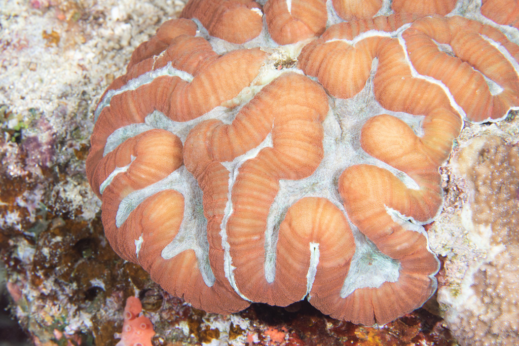 Orange/Yellow Metalic Symphyllia Coral