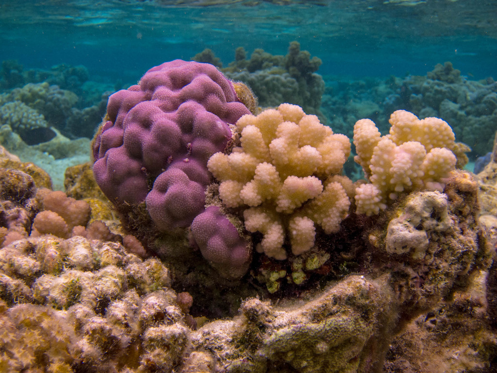 Green Pocillopora