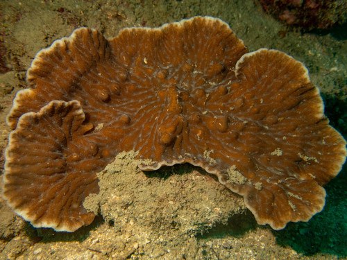 Green Merulina Coral