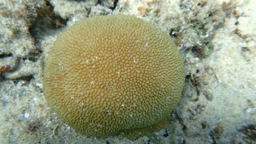 Green Metalic Horn Coral