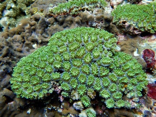 Green Crystal Coral Green