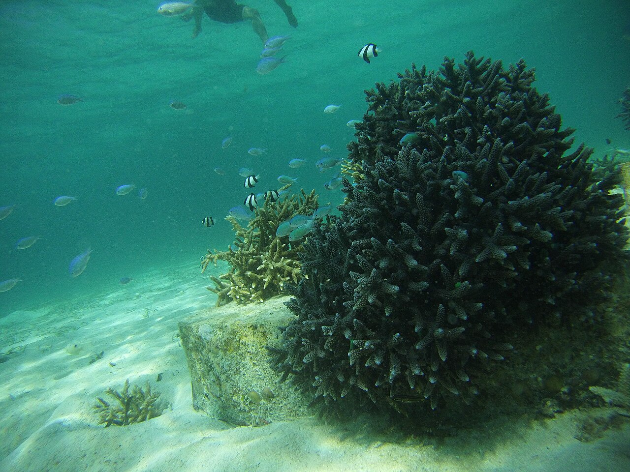 Acropora Bright Color