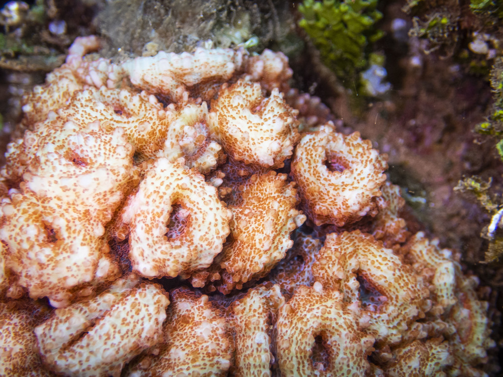 Green Chalice Coral