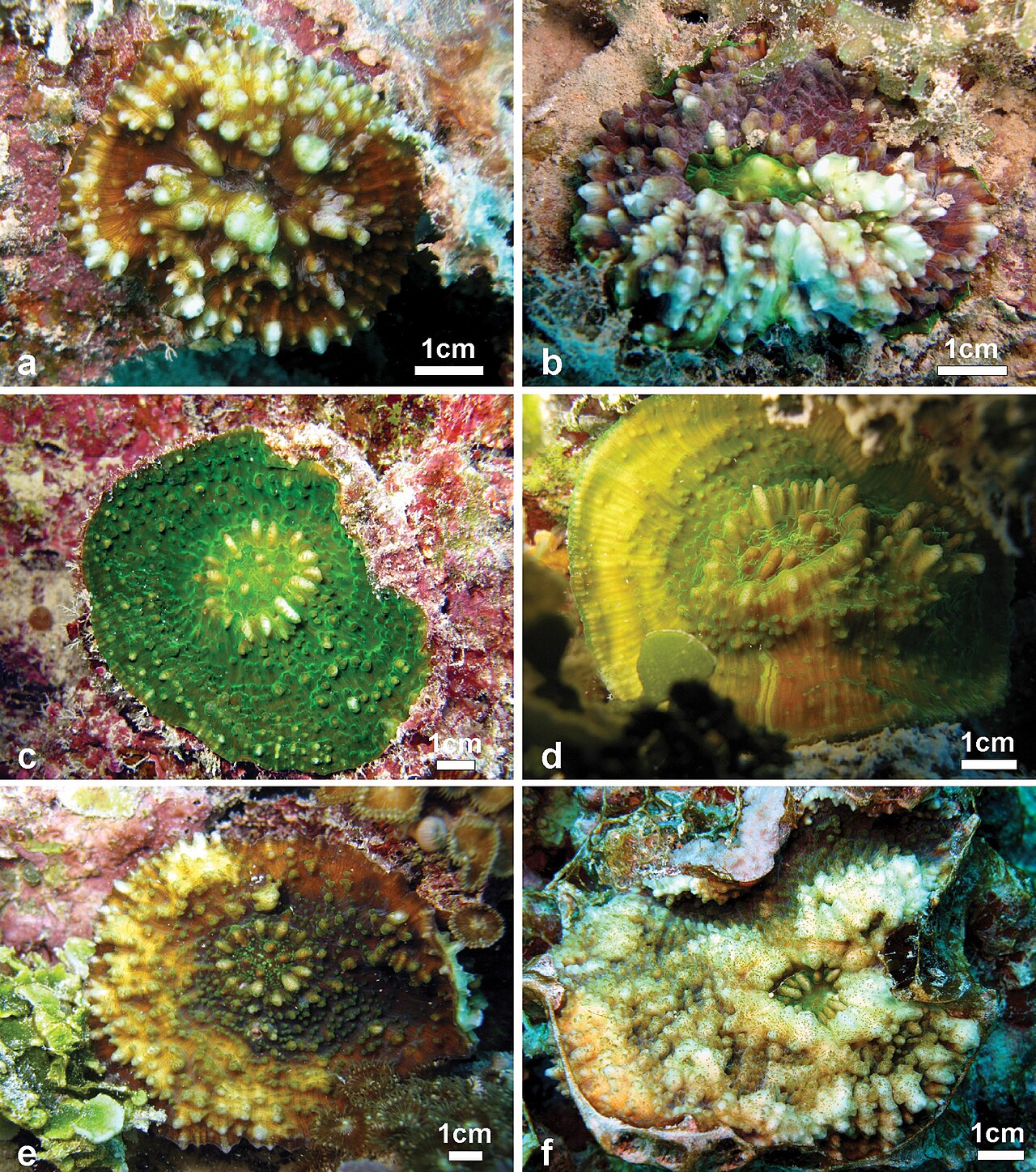 2 Colors Chalice Coral
