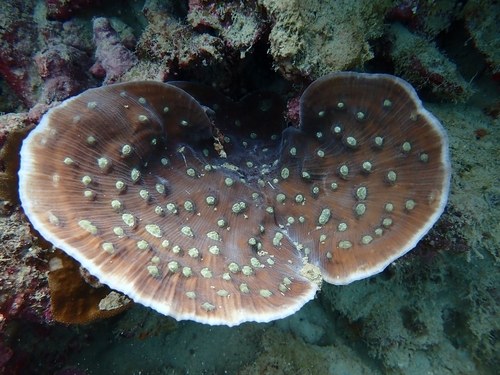 Green Mycedium Coral