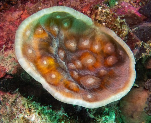 Multicolor Mycedium Coral