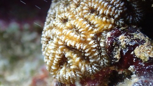 Red Moon Coral