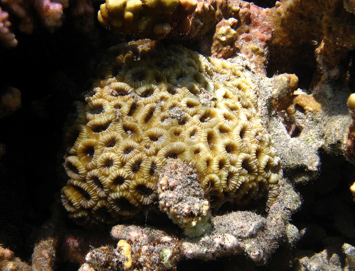 2 Color Montastrea Coral
