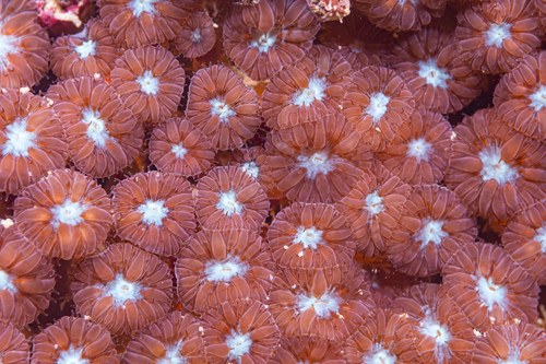 Red Big Pipe Coral