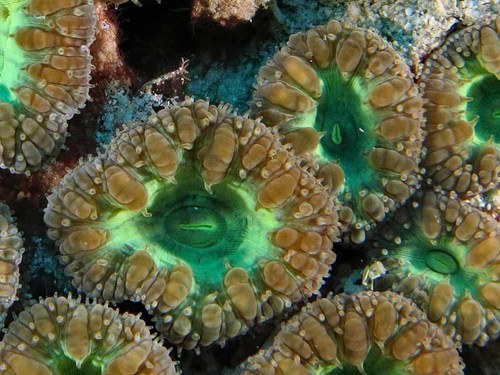 Red Encrusting Coral