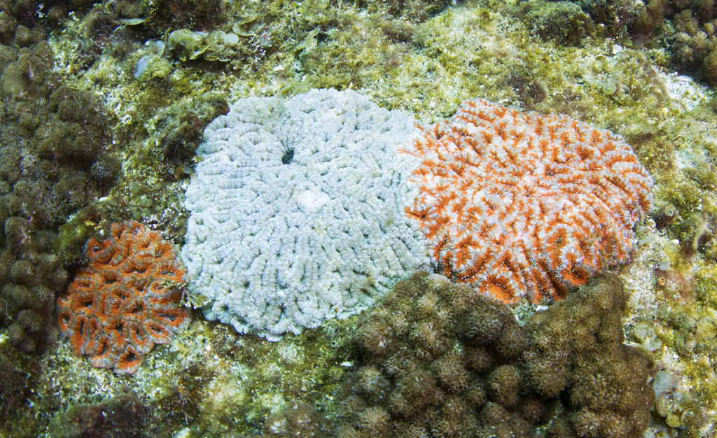 Red Micromussa Coral