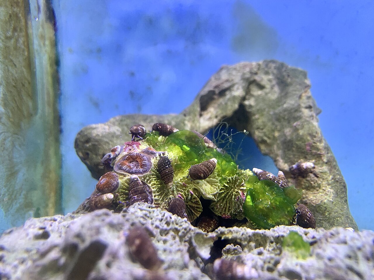 2 Colors Micromussa Coral