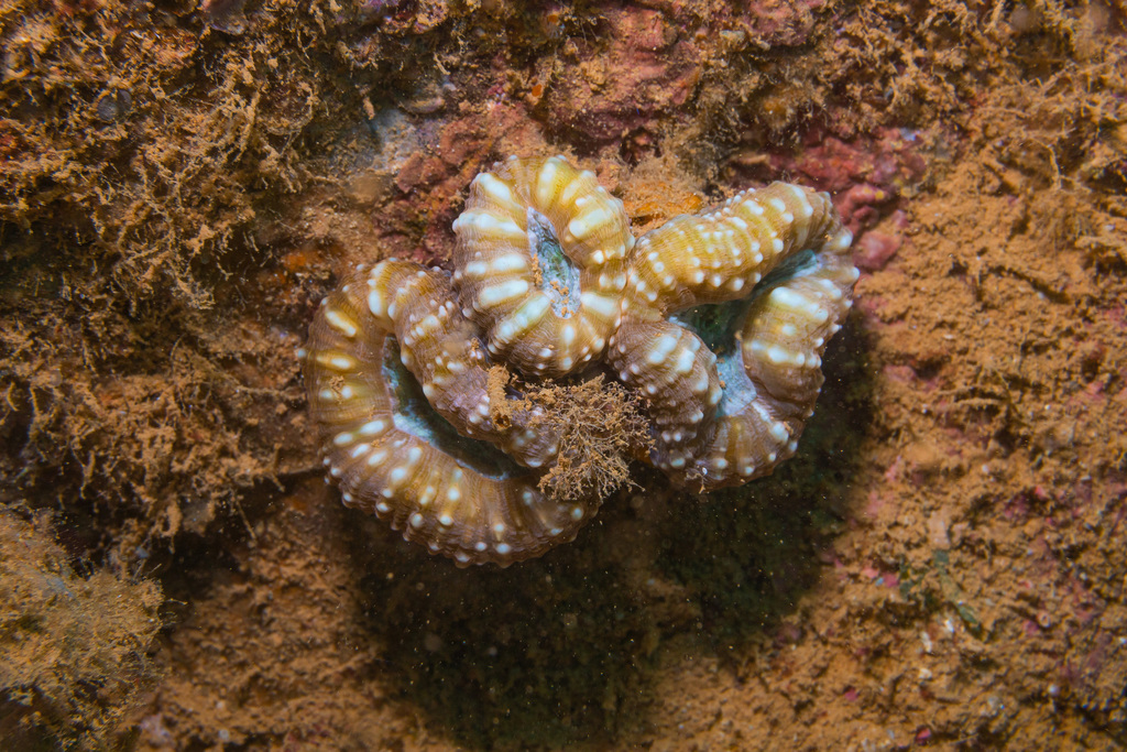Multicolor Acanthastrea Lordhowensis
