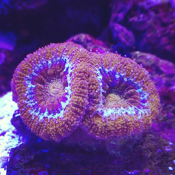 Green Acanthastrea Maxima
