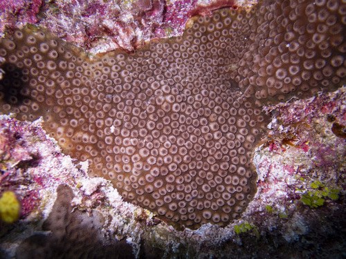 Cyphastrea Red