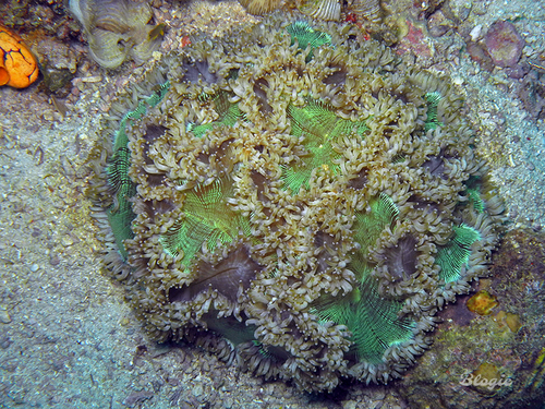 Tip Orange Elegance Coral