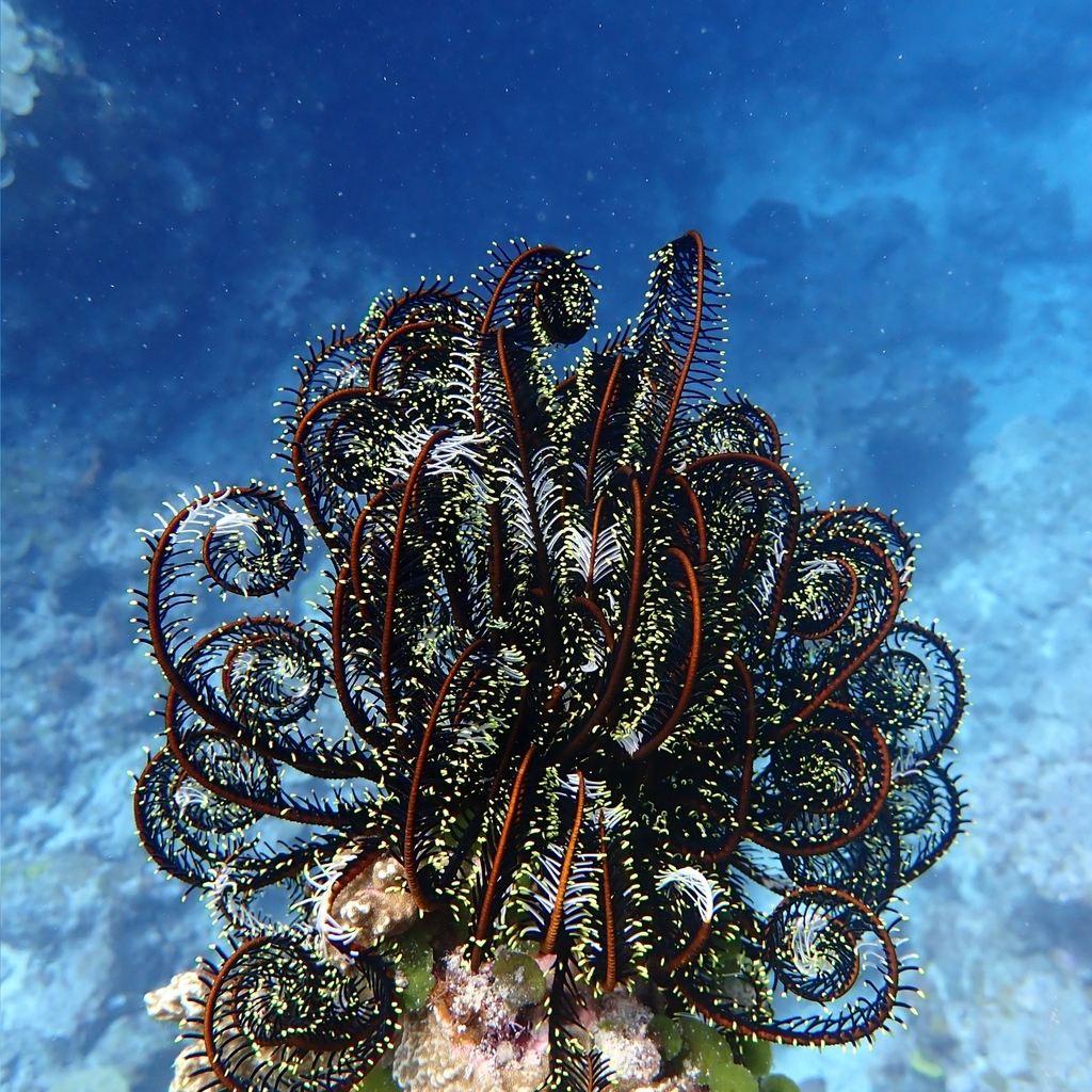Sand Starfish