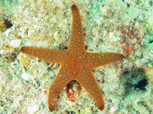 Red Starfish