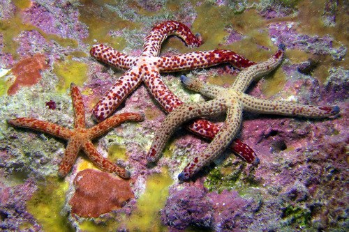 Orange Starfish Multiflora