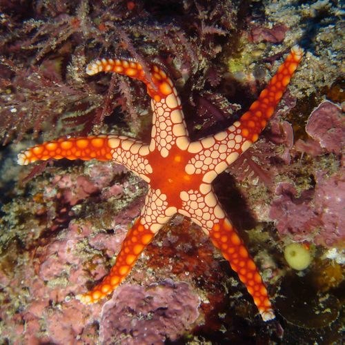 Red Starfish
