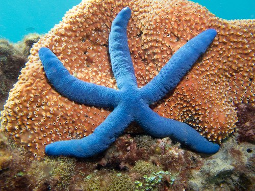 Colored Blue Starfish